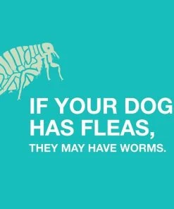 Elanco Quad Dewormer for Hookworms, Roundworms, Tapeworms & Whipworms for Small Breed Dogs 14 Elanco Quad Dewormer for Hookworms, Roundworms, Tapeworms & Whipworms for Small Breed Dogs -Elanco Sales 112340 PT7. SY630 V1561554419
