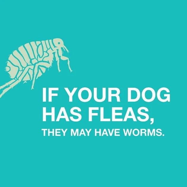 Elanco Quad Dewormer for Hookworms, Roundworms, Tapeworms & Whipworms for Small Breed Dogs 7 Elanco Quad Dewormer for Hookworms, Roundworms, Tapeworms & Whipworms for Small Breed Dogs - Image 7