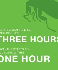 Advantus Flea Oral Treatment for Dogs, 23-110 lbs -Elanco Sales 112349 PT5. SY630 V1561554174