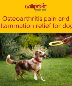Galliprant Tablets for Dogs -Elanco Sales 146132 PT6. SY630 V1603926729