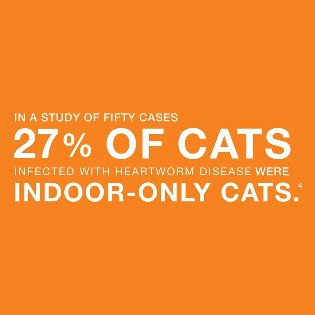 Advantage Multi Topical Solution for Cats, 9.1-18 lbs, (Purple Box) 5 Advantage Multi Topical Solution for Cats, 9.1-18 lbs, (Purple Box) - Image 5