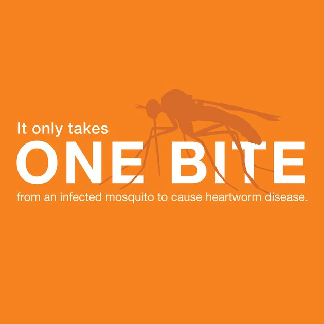 Advantage Multi Topical Solution for Dogs, 20.1-55 lbs, (Red Box) 5 Advantage Multi Topical Solution for Dogs, 20.1-55 lbs, (Red Box) - Image 5