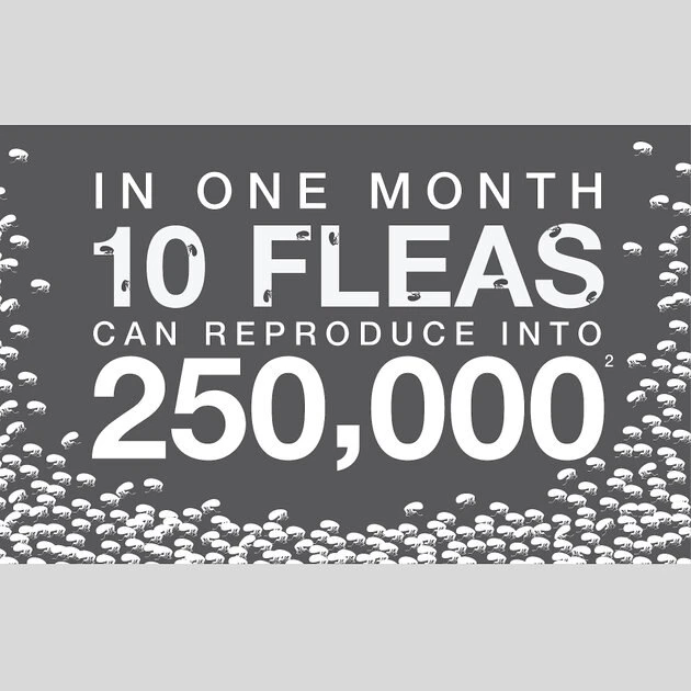 Advantage Multi Topical Solution for Dogs, 20.1-55 lbs, (Red Box) 6 Advantage Multi Topical Solution for Dogs, 20.1-55 lbs, (Red Box) - Image 6