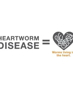 Advantage Multi Topical Solution for Cats, 2-5 lbs (Turquoise Box) -Elanco Sales 238005 PT7. SY630 V1591291601