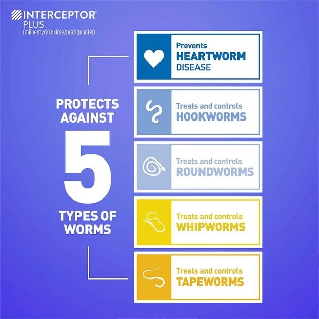 Interceptor Plus||Credelio Interceptor Plus for Dogs, 6 Chews (6-mos. supply) & Credelio for Dogs, 6 Chewable Tablets (6-mos. supply) 6 Interceptor Plus||Credelio Interceptor Plus for Dogs, 6 Chews (6-mos. supply) & Credelio for Dogs, 6 Chewable Tablets (6-mos. supply) - Image 6