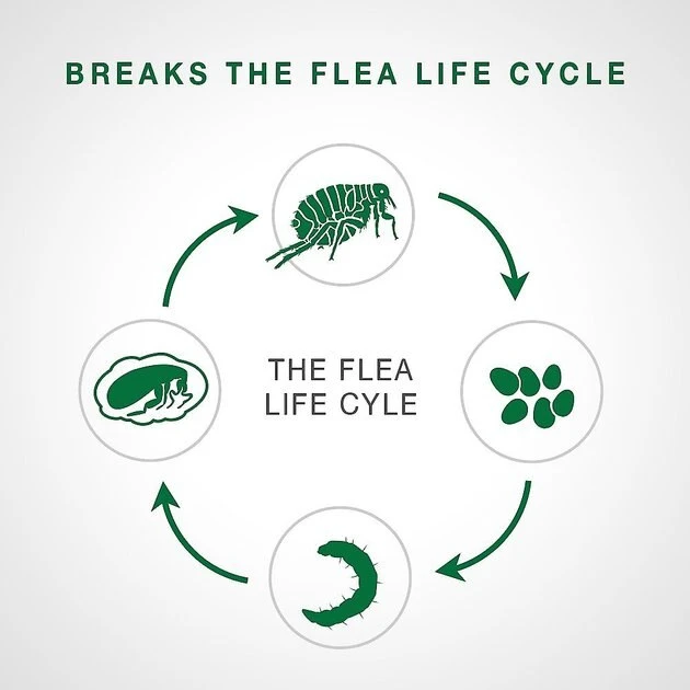 Advantage II Flea Spot Treatment for Cats, 5-9 lbs, & Ferrets + Household Spot & Crevice Spray 4 Advantage II Flea Spot Treatment for Cats, 5-9 lbs, & Ferrets + Household Spot & Crevice Spray - Image 4