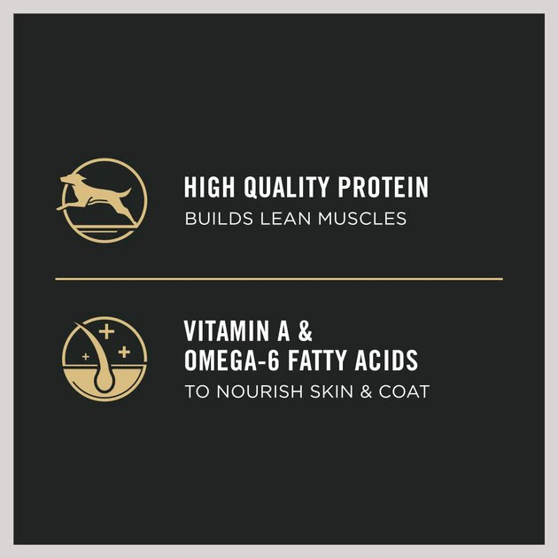 Purina Pro Plan High Protein Chicken & Rice Formula Dry Puppy Food 7 Purina Pro Plan High Protein Chicken & Rice Formula Dry Puppy Food - Image 7