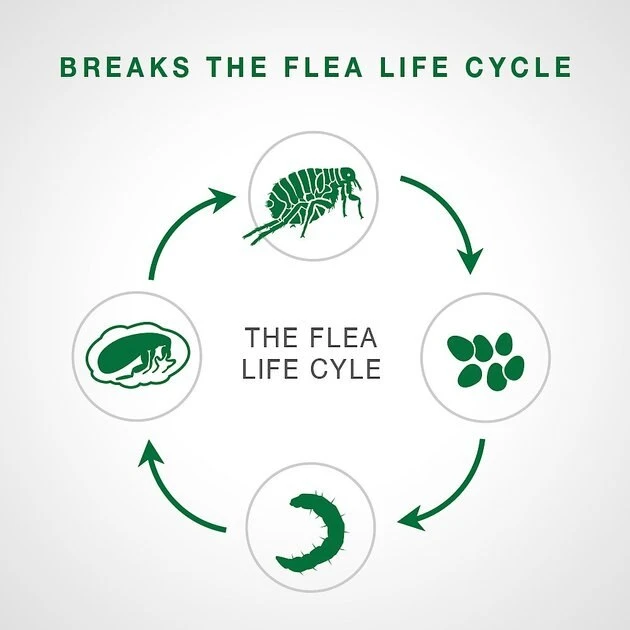 Advantage II Flea Spot Treatment for Dogs, 11-20 lbs 5 Advantage II Flea Spot Treatment for Dogs, 11-20 lbs - Image 5