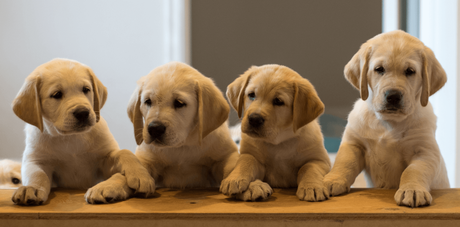 Elanco Sales -Elanco Sales Puppy List Hero