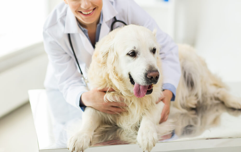 Elanco Sales -Elanco Sales online pet pharmacies